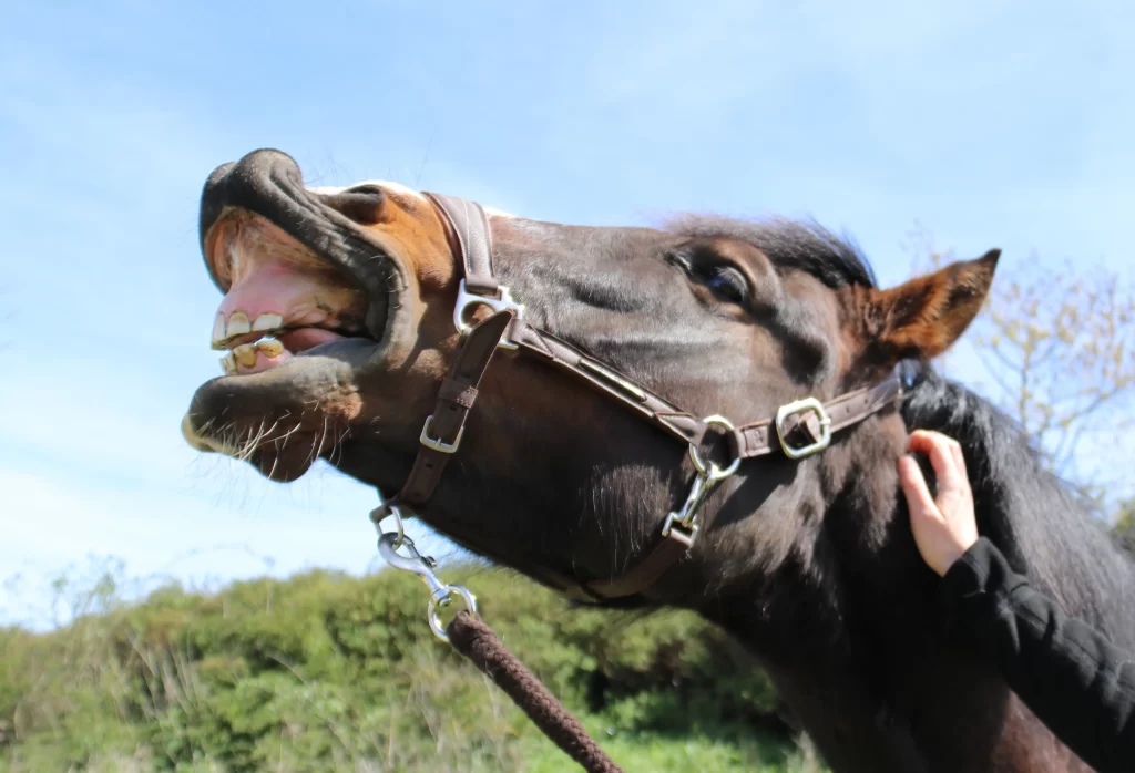 tête_de_cheval_ouvrant_la_gueule